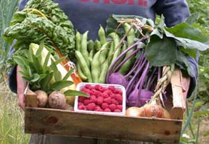 Ecoworks Veg Box